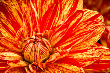 Orange, yellow and red flame spotted dahlia fresh flower macro photo. Picture in colour emphasizing the bright reddish vibrant colours and spot texture on the blooming flower.
