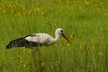ein Storch auf einer Wiese nach Futtersuche