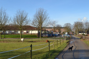 weiland met paarden en weg met hond bij verpleeghuis in Doetinchem
