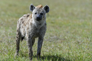 hyäne in africa