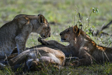 lions in the Masai Mara africa
