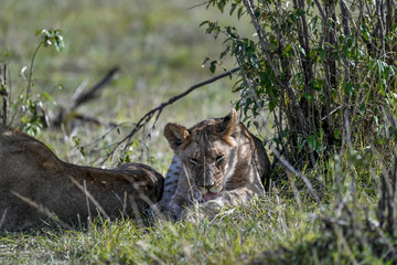 lions in the Masai Mara africa