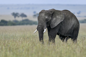 Plakat elephant in the savannah of africa
