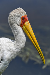 stork in the Masai Mara in Africa