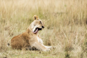 Young adult lioness in the Masai Mara