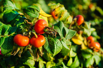 Selective focus on ripe cherry tomato branch in the garden