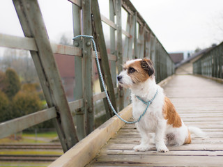 Hund auf einer Eisenbrücke mit der Leine an einem Pfosten festgebunden, Lifestyle, Bahnhof, Ausgesetzt. - obrazy, fototapety, plakaty