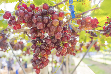 Fresh red grapes vine on plant and summer sun light.
