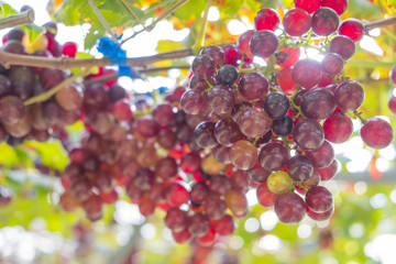 Fresh red grapes vine on plant and summer sun light.