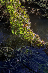 Branch of wild grapes in water