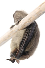 Sleeping bat isolated on white