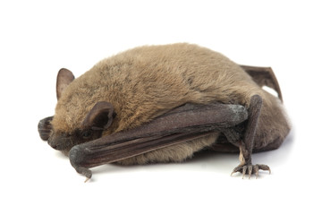 Bat isolated on white