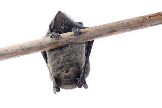 Sleeping bat isolated on white