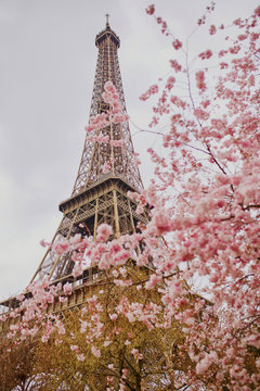 Beautiful cherry blossom tree and the Eiffel Tower