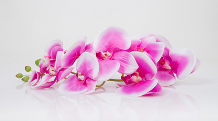 Pink orchid. Isolated on a White Background.