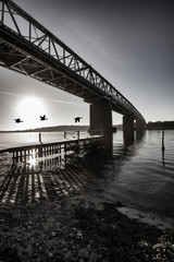 Geese and bridge in Denmark