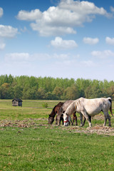 Naklejka na ściany i meble Three horses in the field spring season