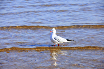 Fototapeta na wymiar A seagull, close-up