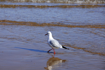 A seagull, close-up
