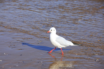 A seagull, close-up