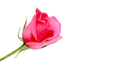 flowers wall background with amazing rose