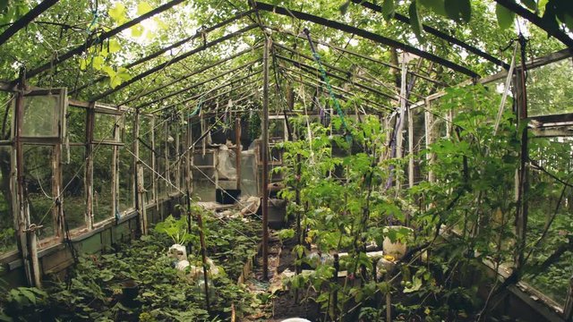 abandoned old greenhouse