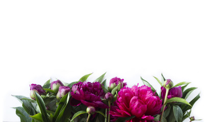 Red peonies at border of image with copy space for text. Top view. Peonnies on a white background. © vit_kitamin