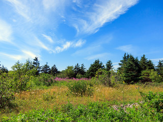 Summertime Wilderness