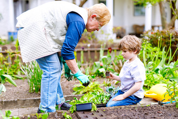 Cute little preschool kid boy and grandmother planting green salad in spring