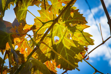 Colorful Autumn Grape Leaves