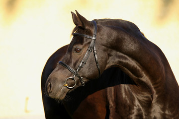 hengst portrait stallion
