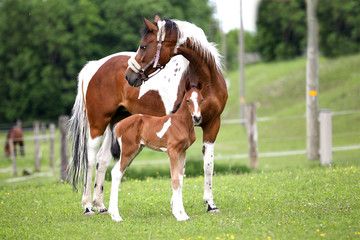 Stute und Fohlen foal