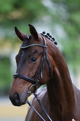 hengst portrait stallion