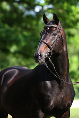 hengst portrait stallion