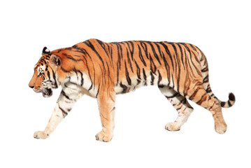 Walking tiger