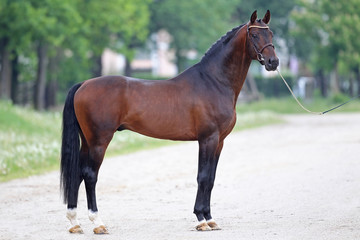 hengst stallion - 189173294