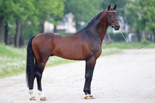 hengst stallion