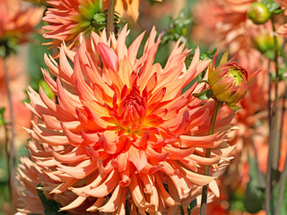 Dahlien, Dahlias