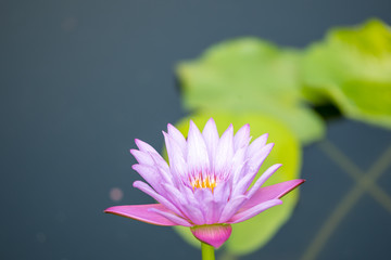 Beautiful closeup of Lotus flower is complimented