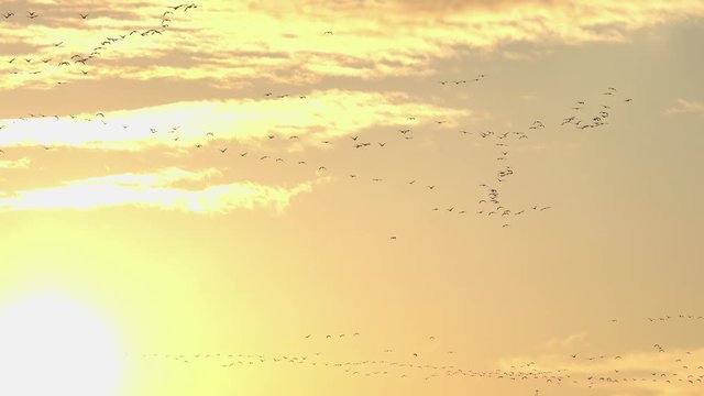 朝日の中で飛ぶ多数の鳥たち_10-109