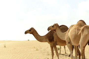 Camel In Arabian Desert