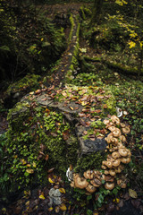Fototapeta premium Hohllay Caves of Berdorf in Luxembourg