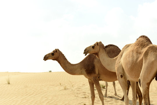 Camel In Arabian Desert