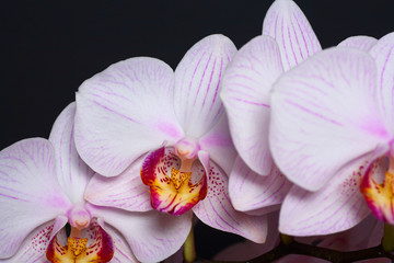 White orchid with pink veins. Isolated on black background.