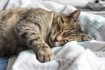 Rolgordijnen Kat Lazy cat in bed, retro style    