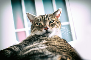 Lazy cat in bed, retro style

