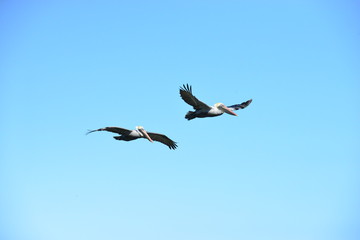 A pair of Pelicans flying in formation