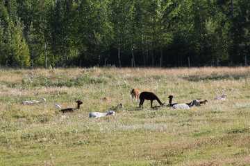Group of alpacas lying in high grass.