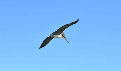 A Pelican flying at Dauphin Island in America