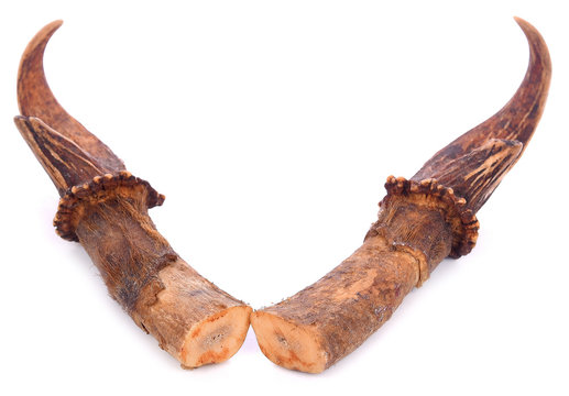 Two Deer Antlers Isolated on a White Background.